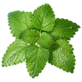 lemon balm