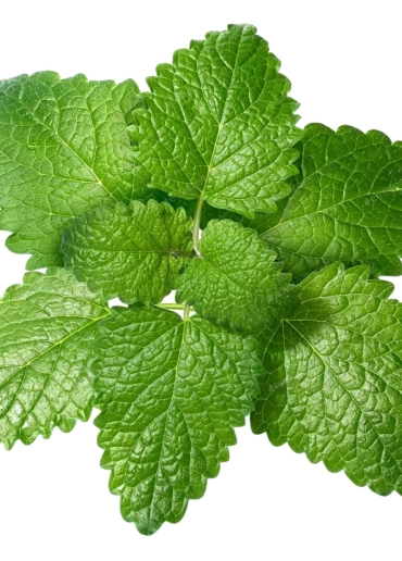 lemon balm