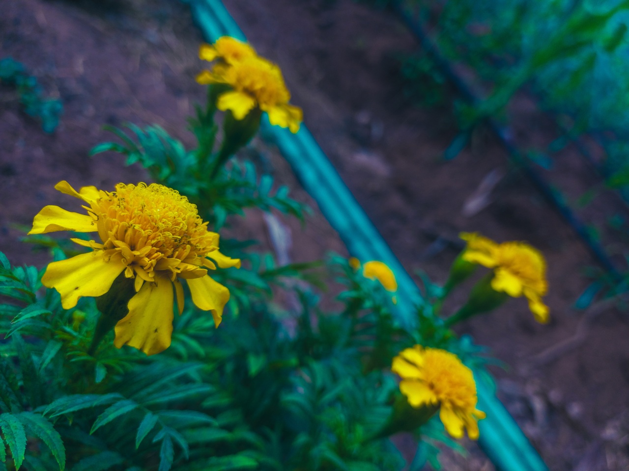 Marigolds: The Golden Blossom with a Heart of Gold (and Benefits!)