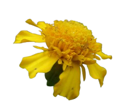 20240114_080943-removebg-preview