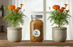 How Marigold Plants Purify the Air Indoors