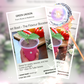 Sweet Basil seedling - a potential flavour booster