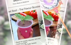 Start a Mini Herb Garden on Your Balcony: Everything You Need