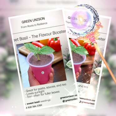 Sweet Basil seedling - a potential flavour booster