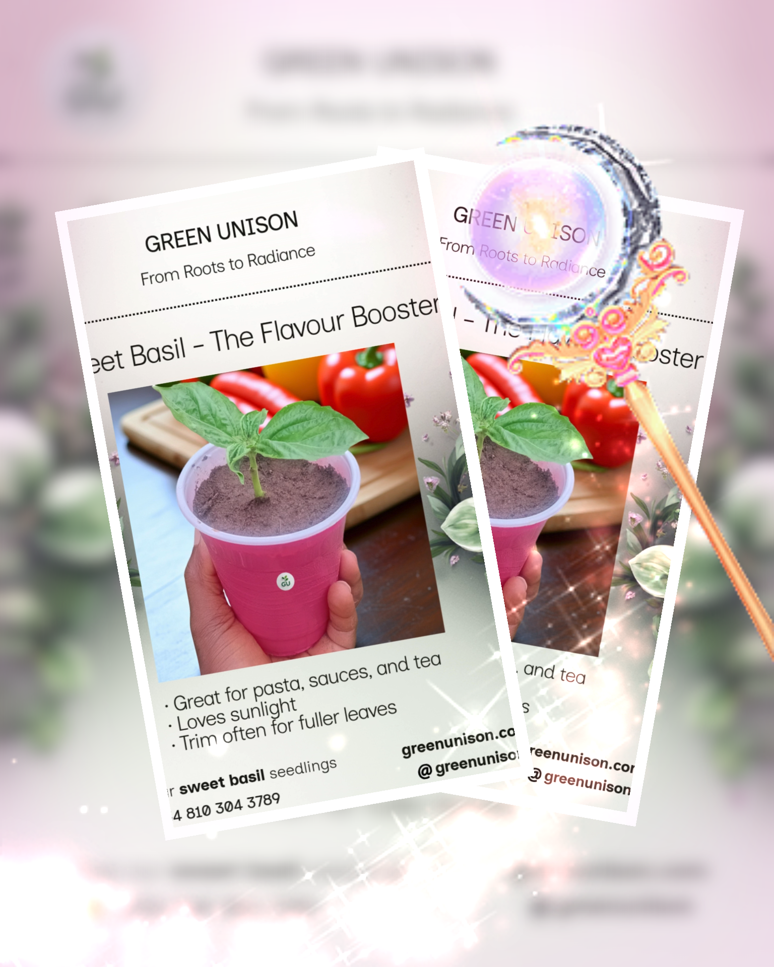 Sweet Basil seedling - a potential flavour booster