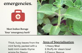 Indian Borage: The “Emergency Herb” Your Home Garden Should Never Be Without