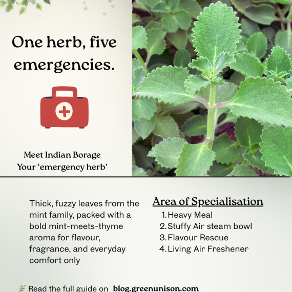 Indian Borage - Hardworking and Emergency Herb for Homes and Gardens