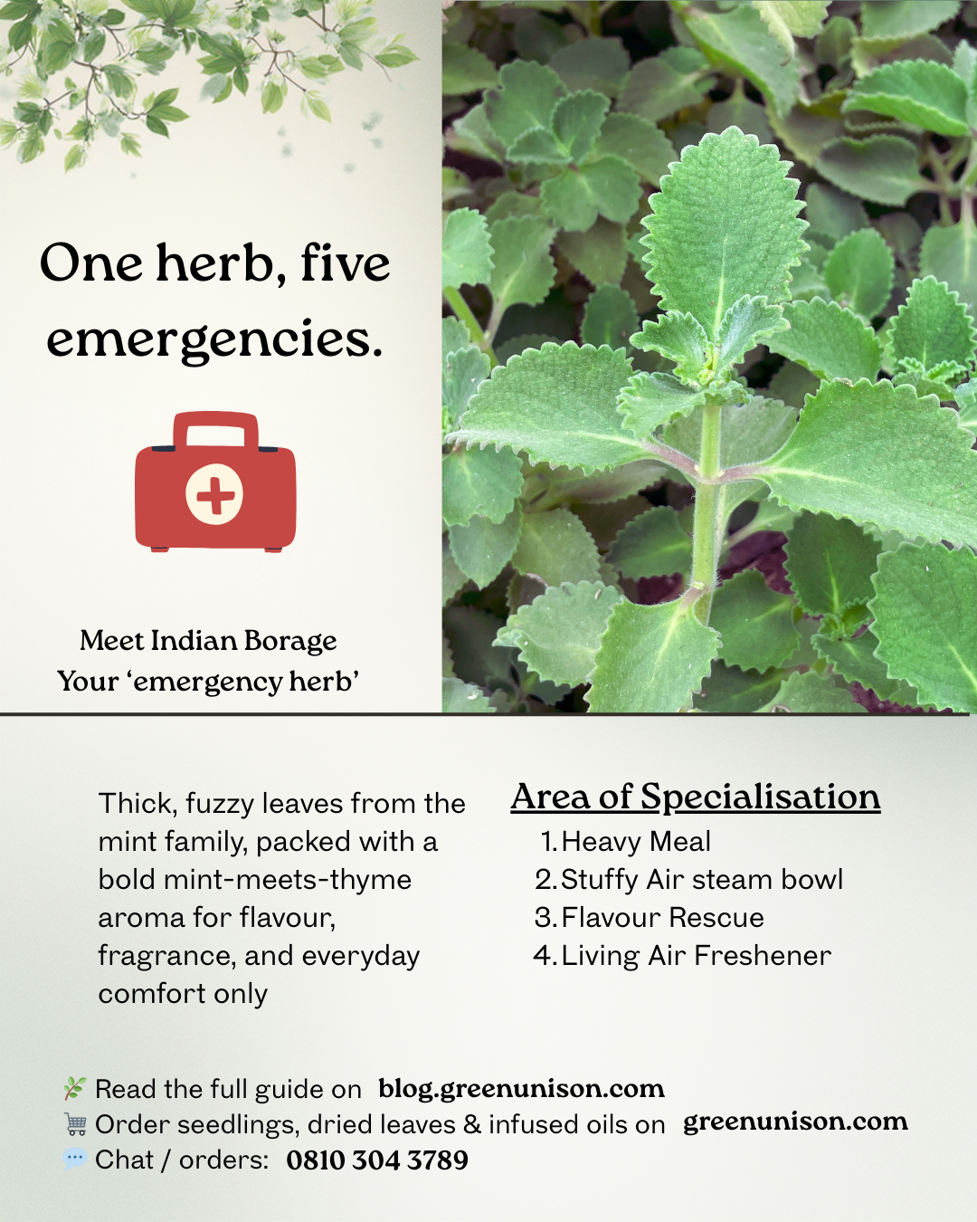 Indian Borage - Hardworking and Emergency Herb for Homes and Gardens