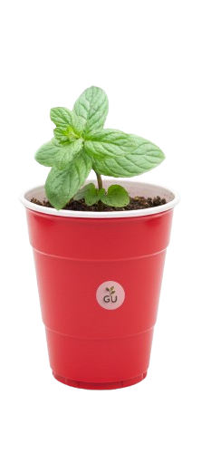 gu-spearmint-seedling-in-red-cup-removebg-preview