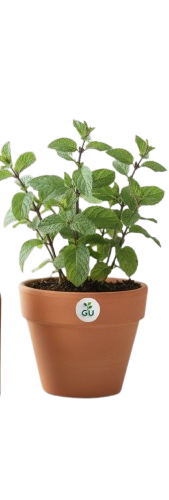 peppermint-essential-in-bottles-removebg-preview